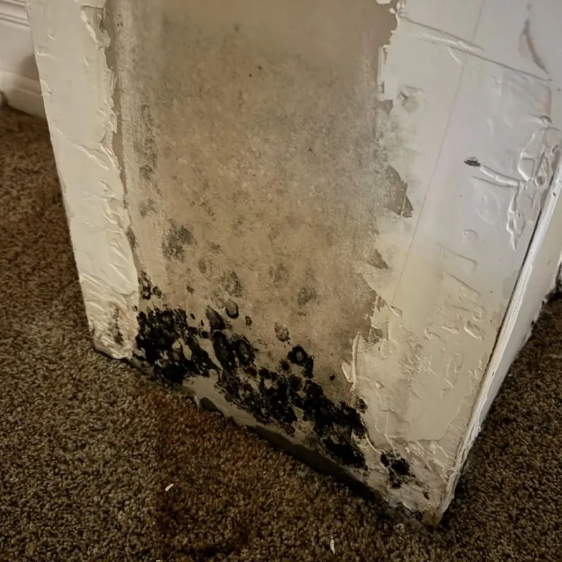 Professional Mold Removal in Cedar County, MO